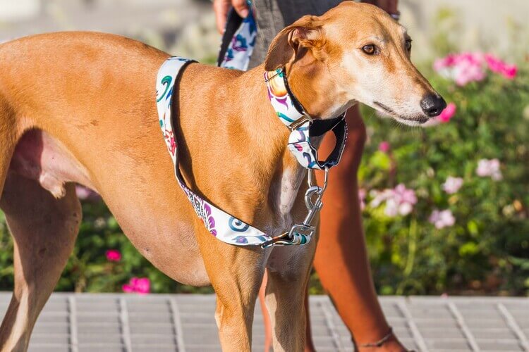 Galgo Piel Estampados